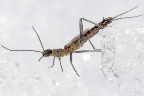 Nephtheidae