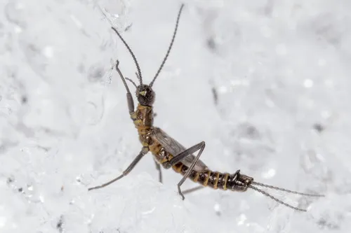 Miniatura: Capnella (Capnella sp.)