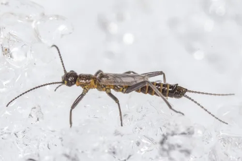 Miniatura: Capnella (Capnella sp.)