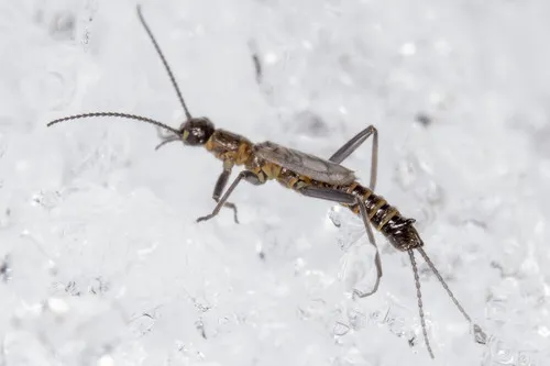 Miniatura: Capnella (Capnella sp.)
