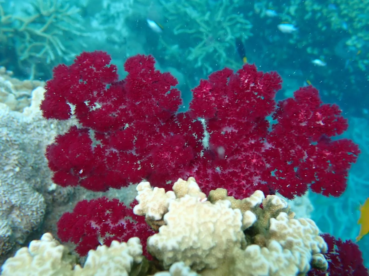 Dendronephthya (Dendronephthya sp.)