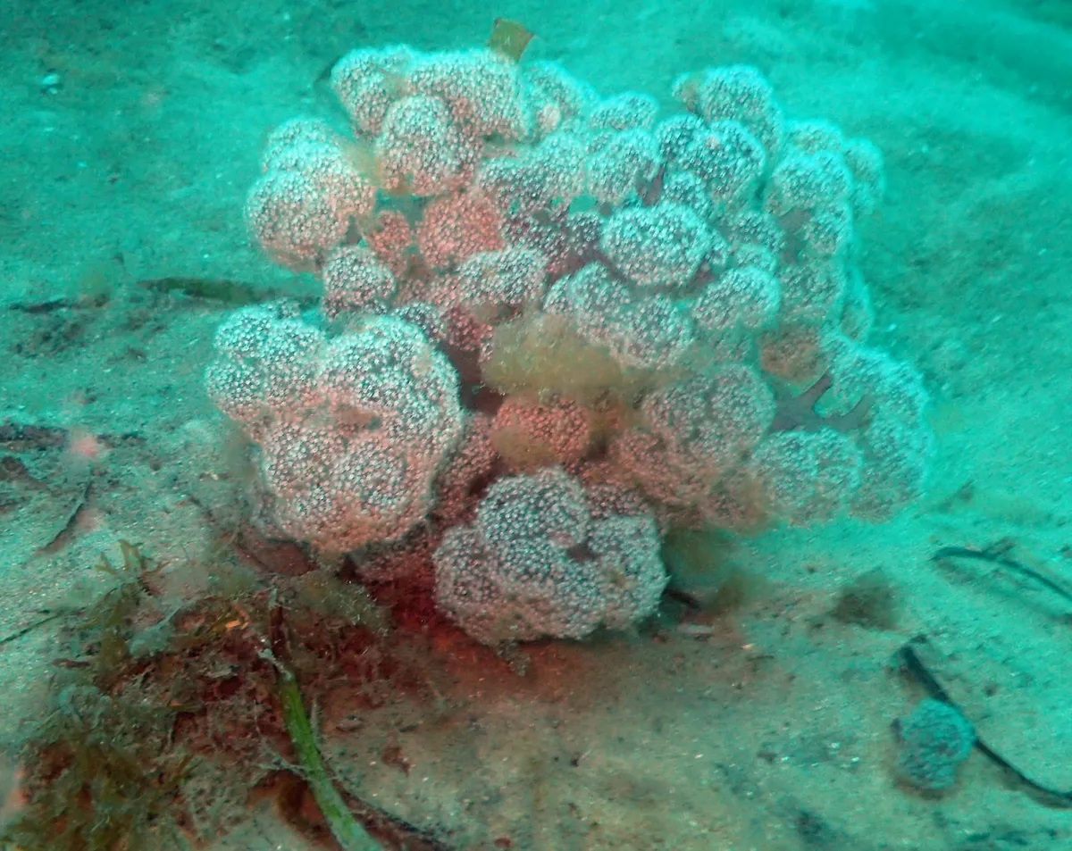 Miniatura: Dendronephthya (Dendronephthya sp.)