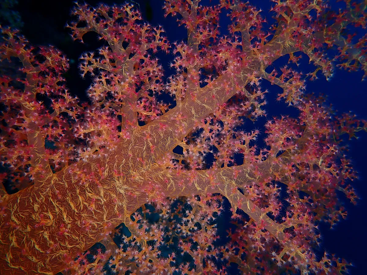 Miniatura: Dendronephthya (Dendronephthya sp.)