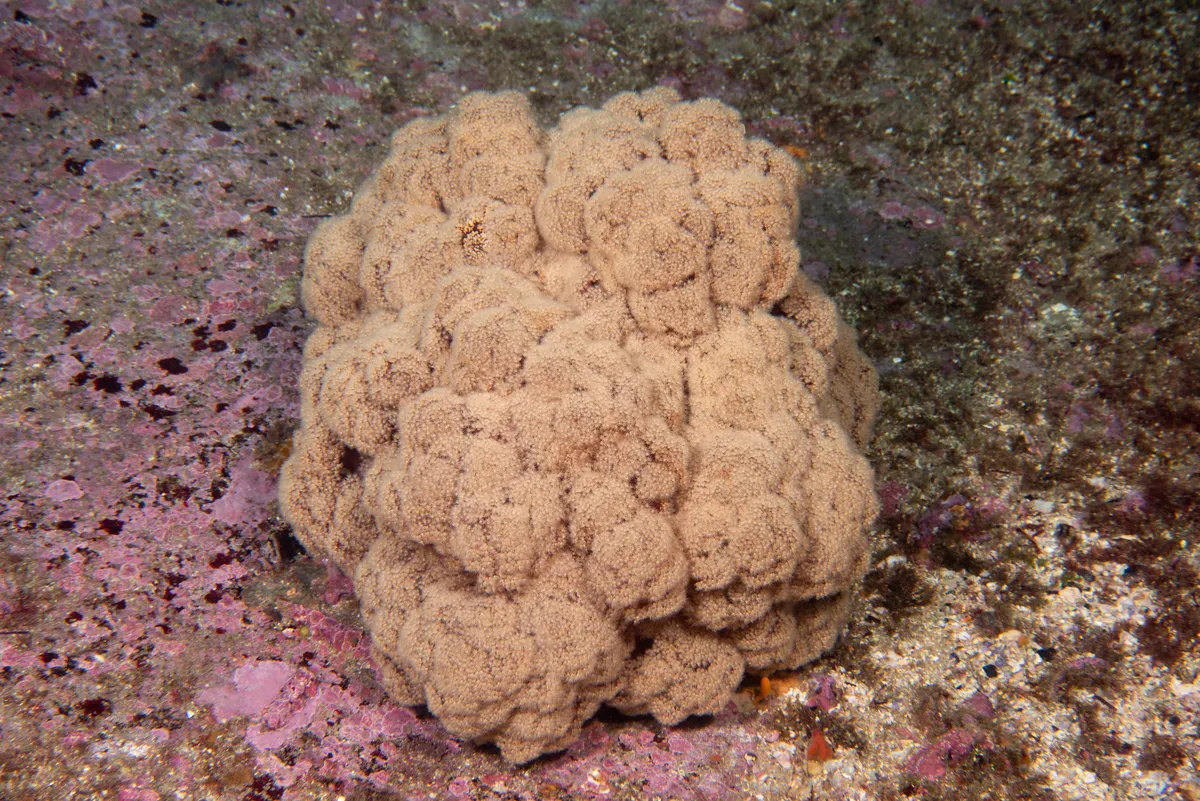 Miniatura: Dendronephthya (Dendronephthya sp.)