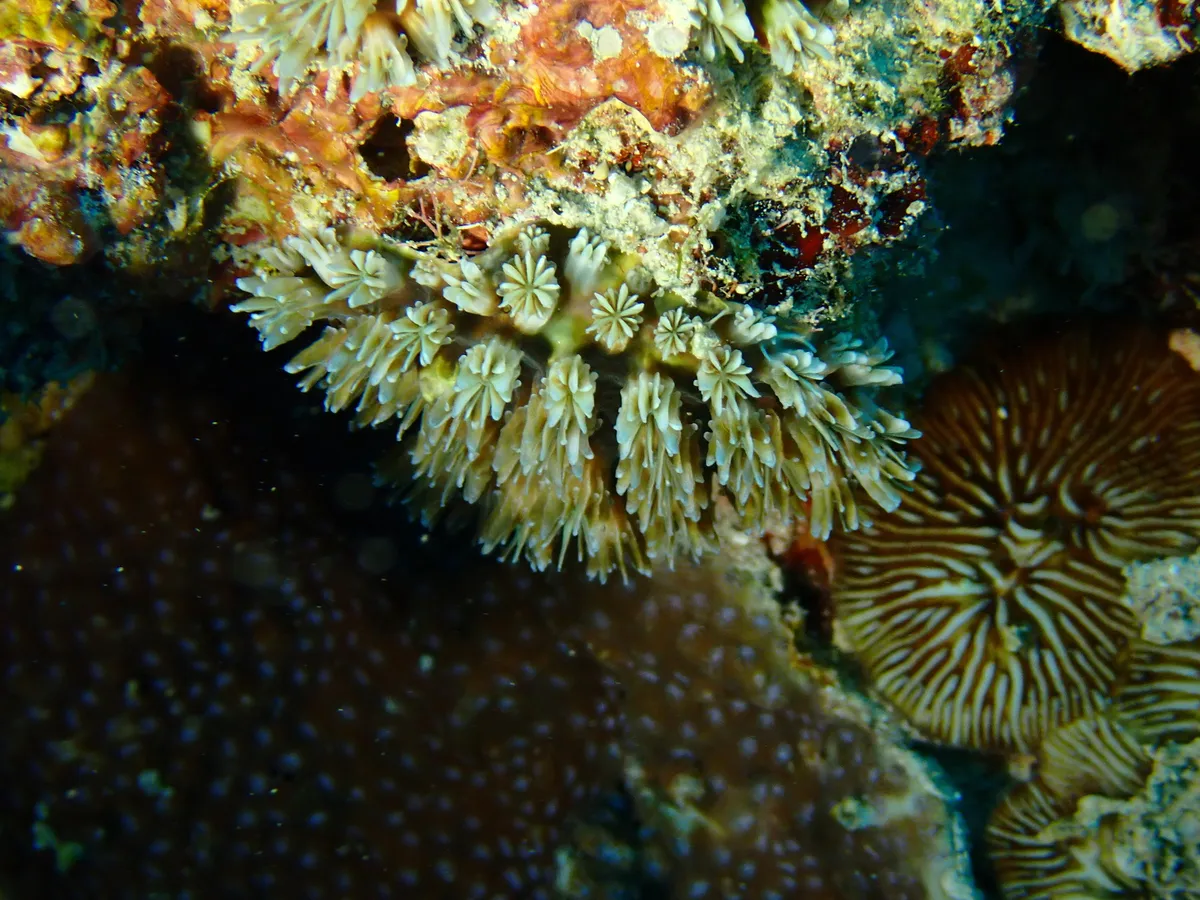 Miniatura: Galaxea (Galaxea fascicularis)