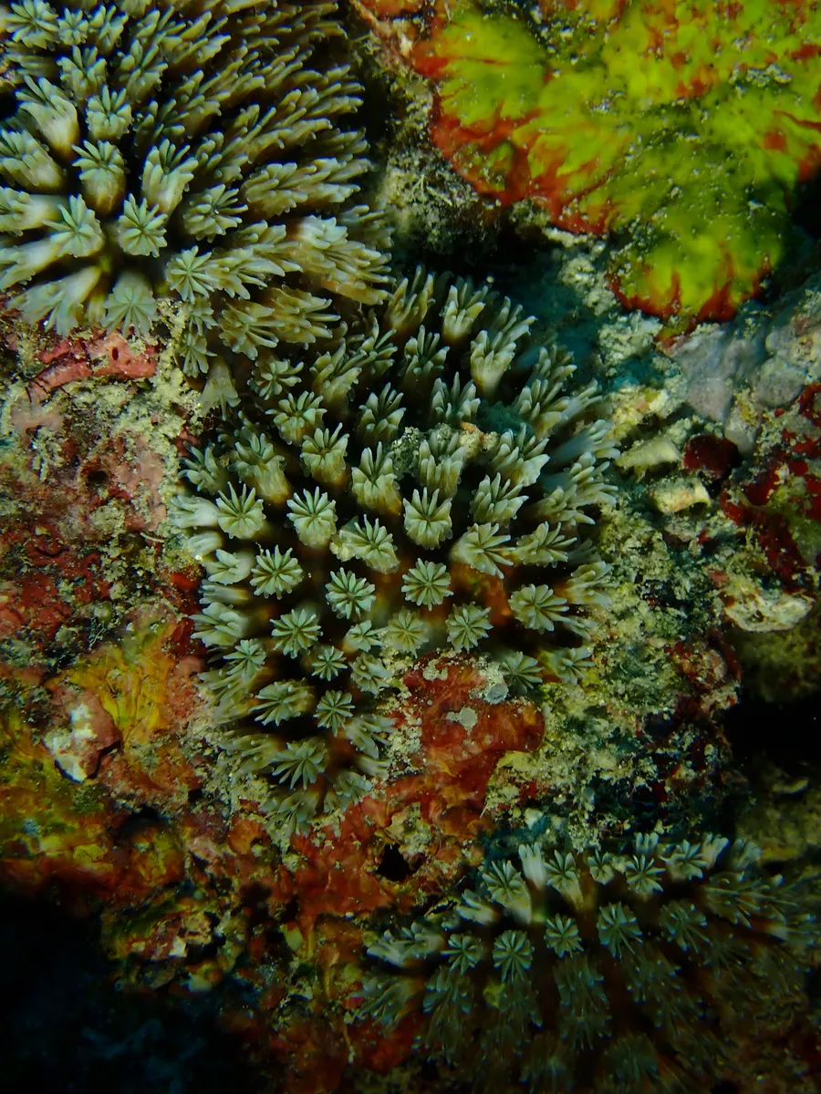 Miniatura: Galaxea (Galaxea fascicularis)
