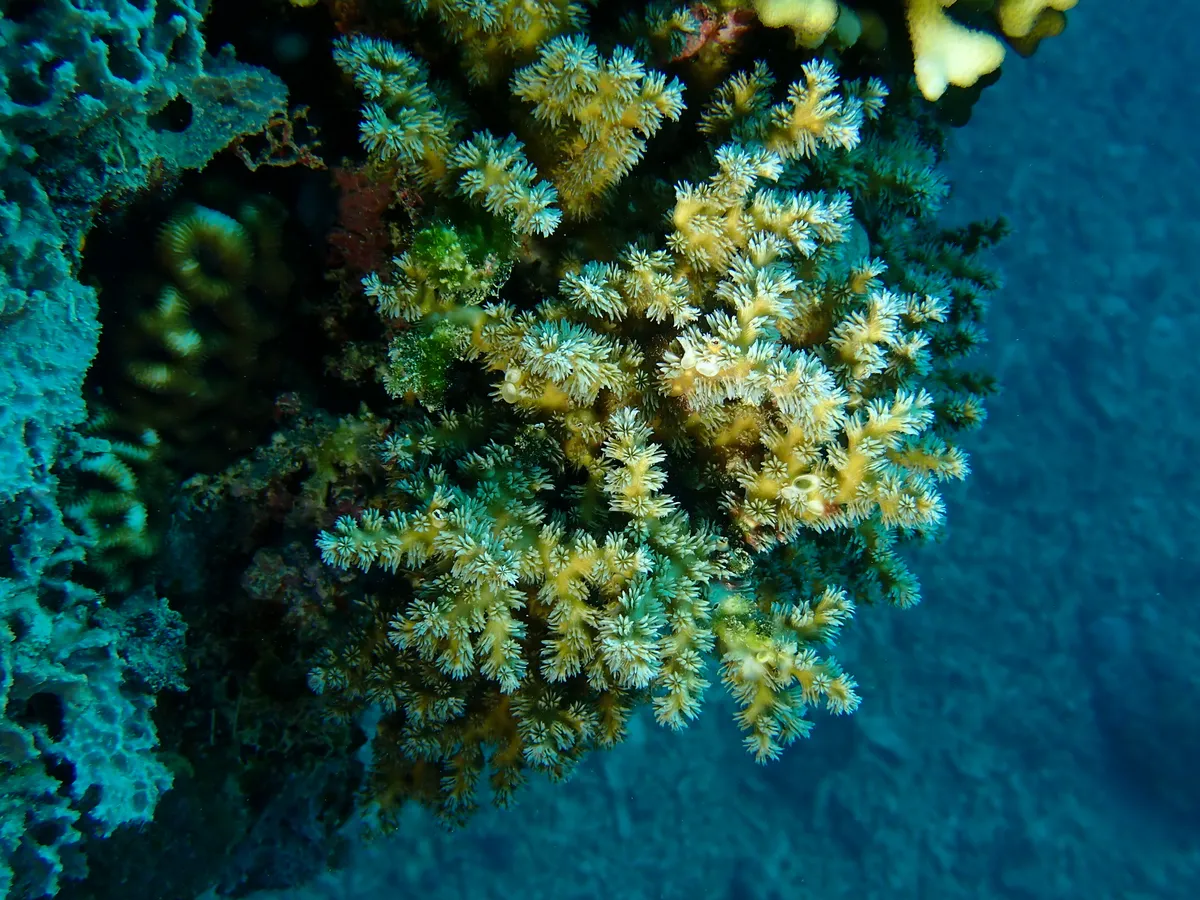 Miniatura: Galaxea (Galaxea fascicularis)