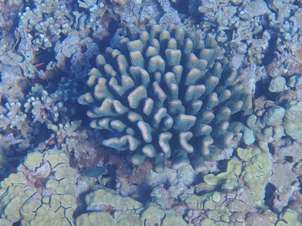 Miniatura: Pocillopora (Pocillopora damicornis)