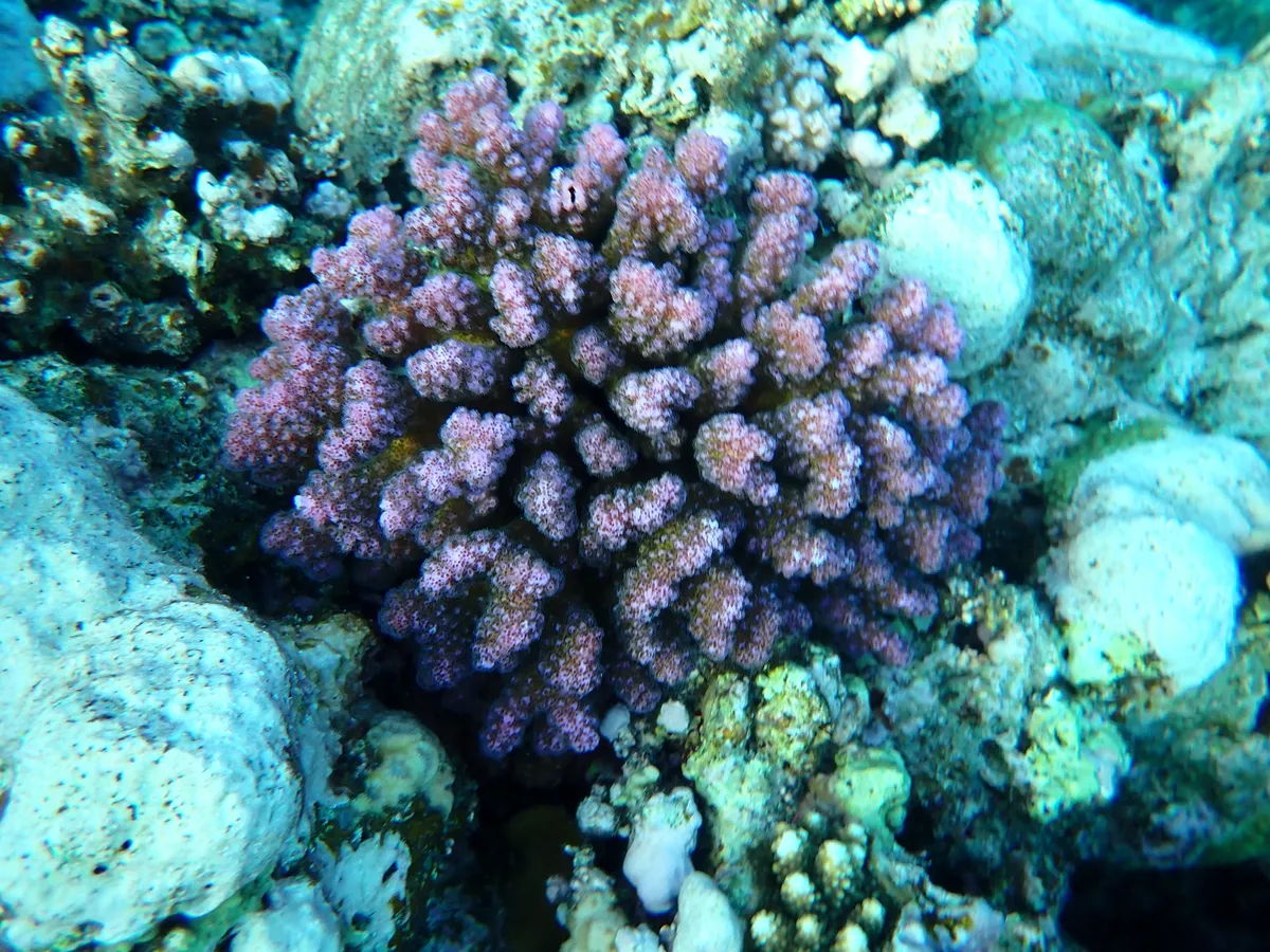 Miniatura: Pocillopora (Pocillopora damicornis)