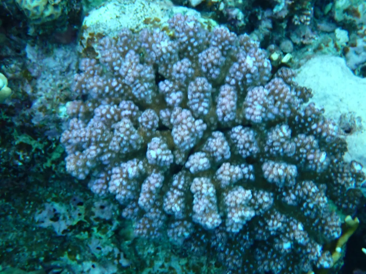 Miniatura: Pocillopora (Pocillopora damicornis)