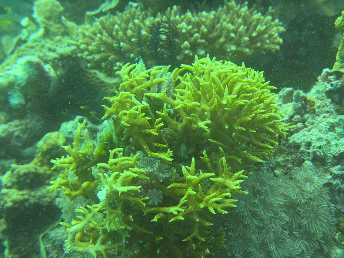 Seriatopora (Seriatopora hystrix)