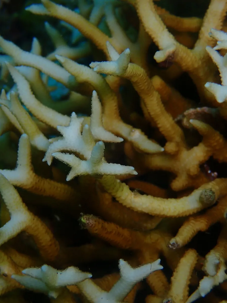 Miniatura: Seriatopora (Seriatopora hystrix)