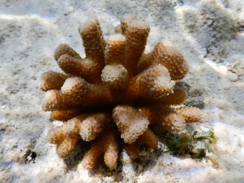 Stylophora (Stylophora pistillata)