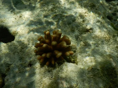 Miniatura: Stylophora (Stylophora pistillata)