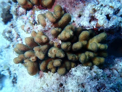 Miniatura: Stylophora (Stylophora pistillata)