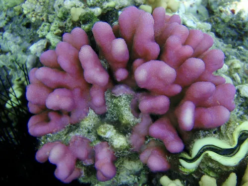 Miniatura: Stylophora (Stylophora pistillata)