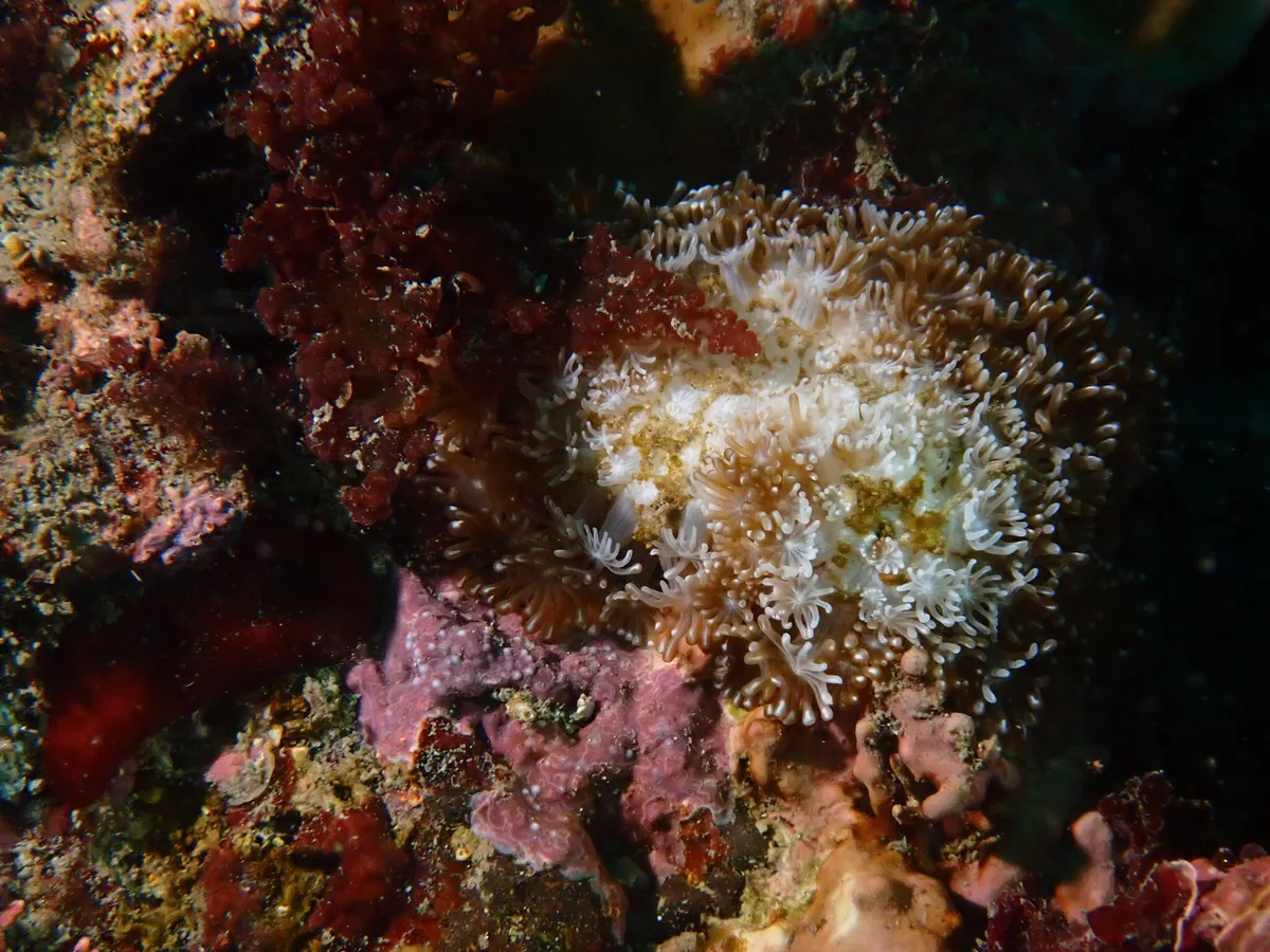 Poritidae