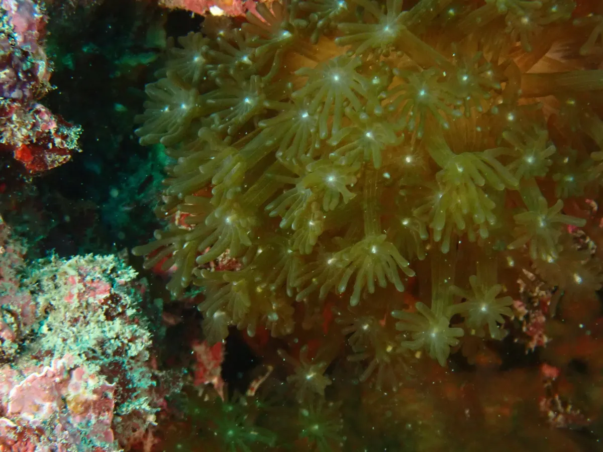 Miniatura: Alveopora (Alveopora sp.)