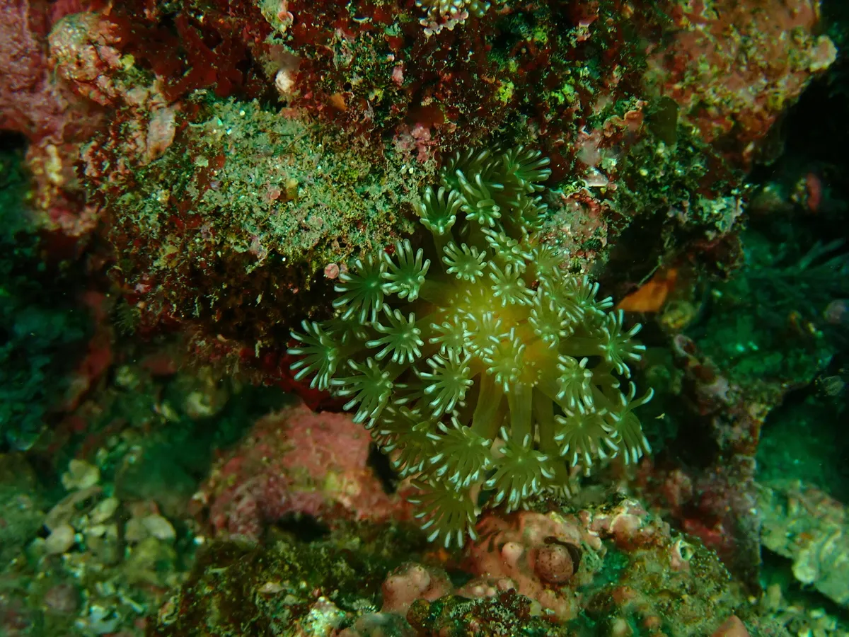 Miniatura: Alveopora (Alveopora sp.)