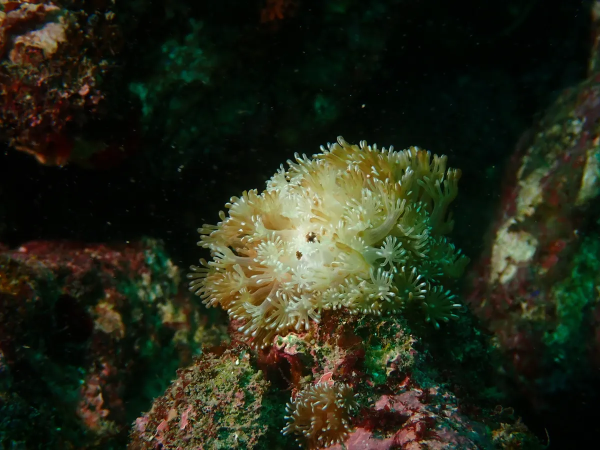 Miniatura: Alveopora (Alveopora sp.)