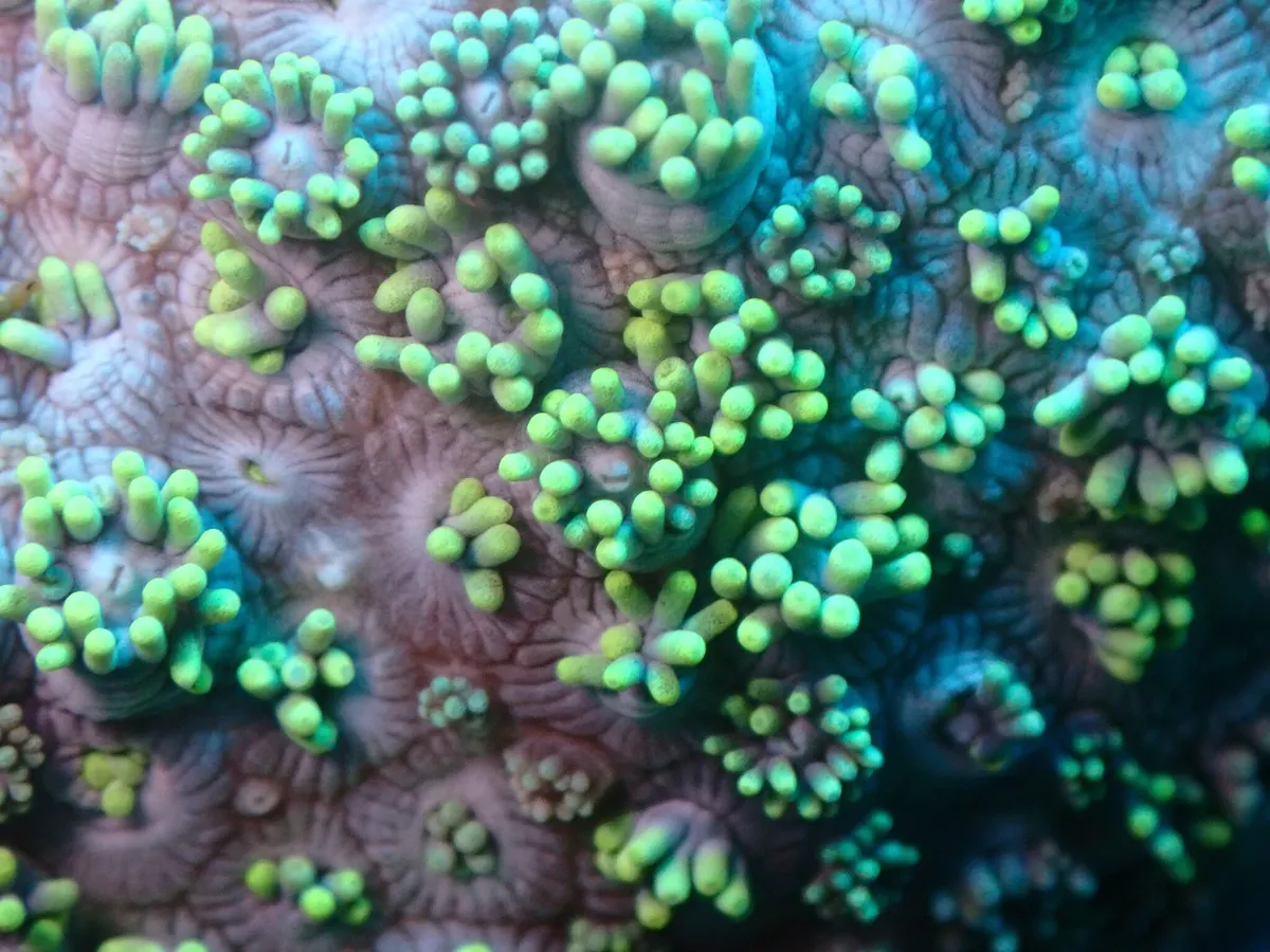 Goniopora (Goniopora sp.)