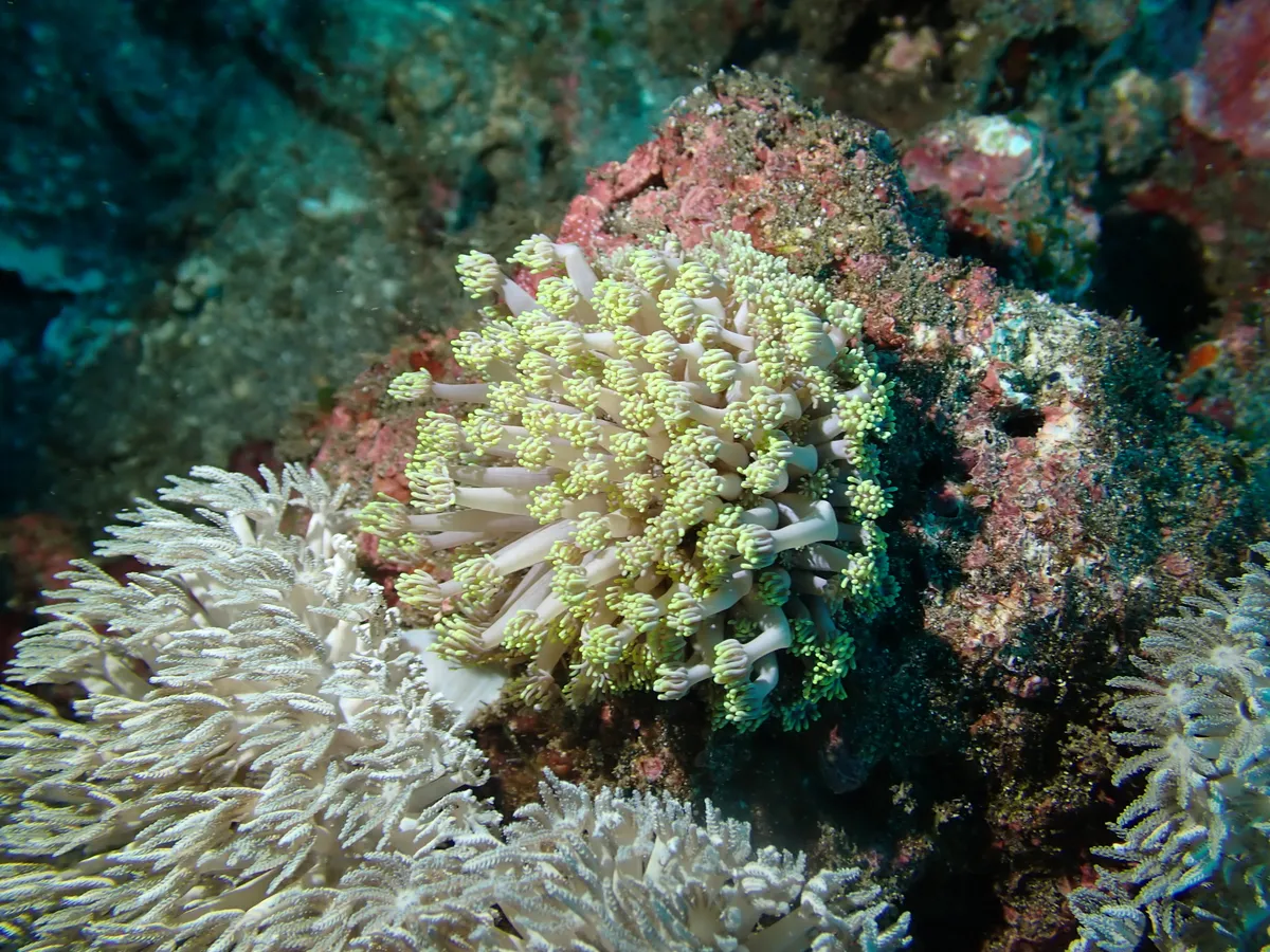 Miniatura: Goniopora (Goniopora sp.)
