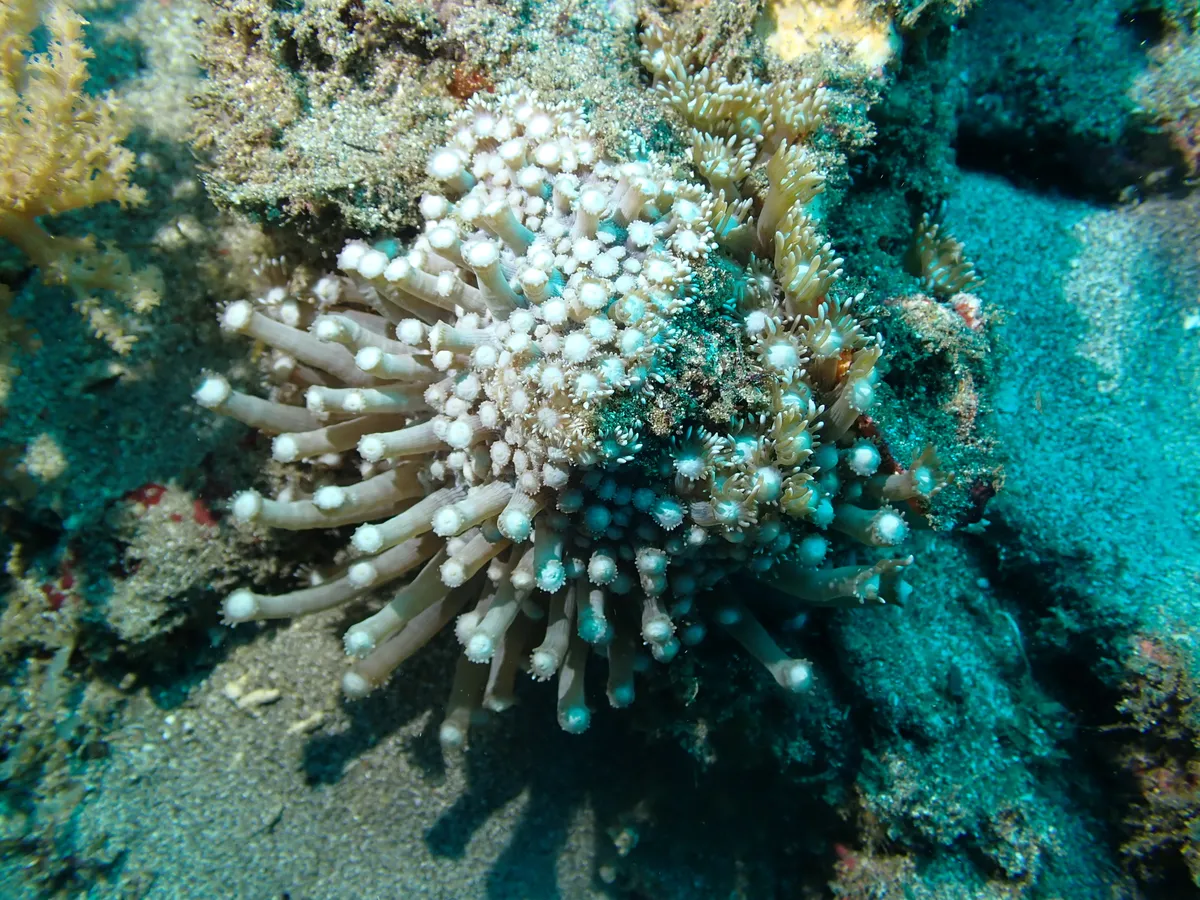 Miniatura: Goniopora (Goniopora sp.)