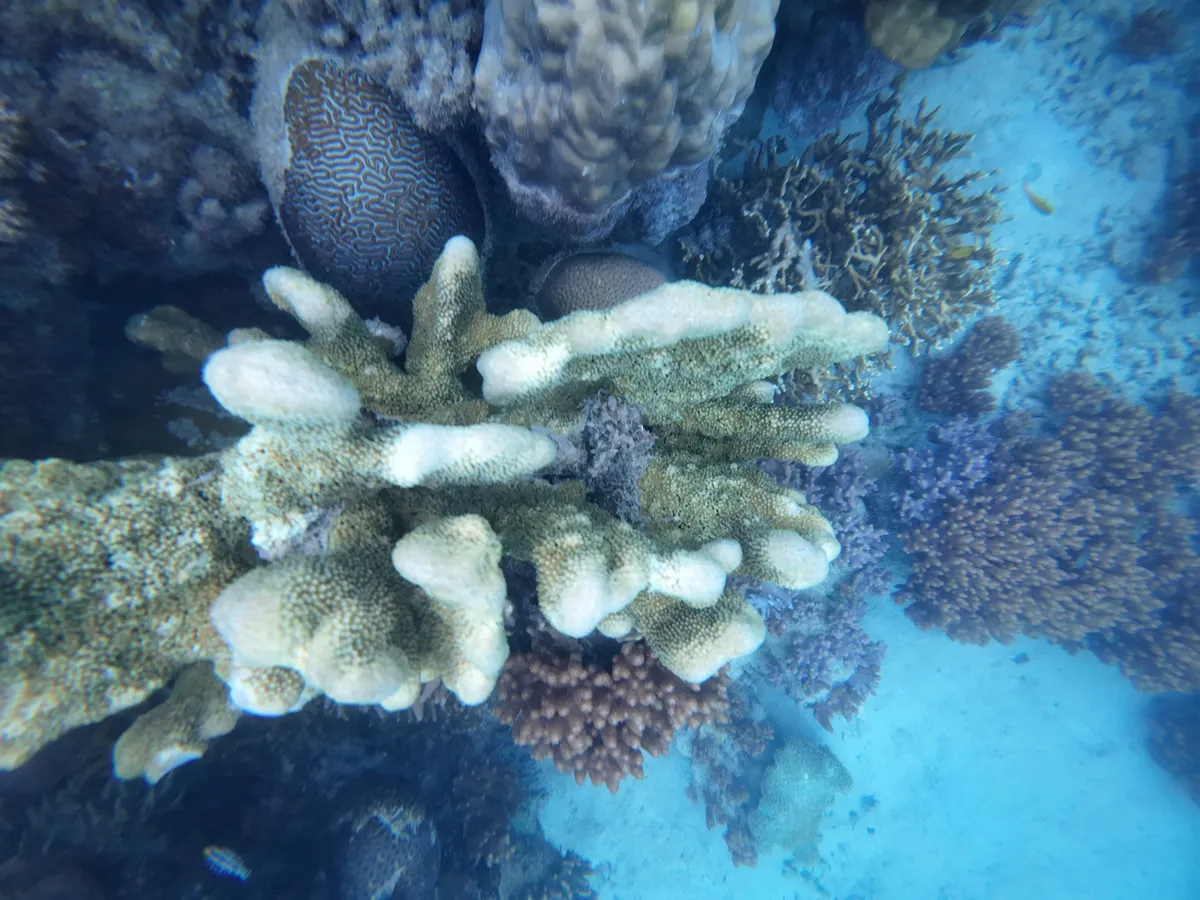 Miniatura: Goniopora (Goniopora sp.)