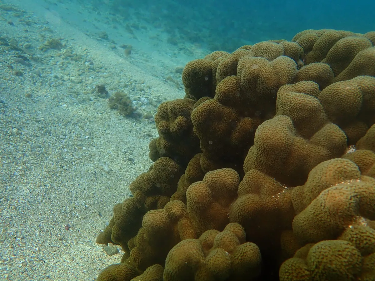 Porites (Porites sp.)