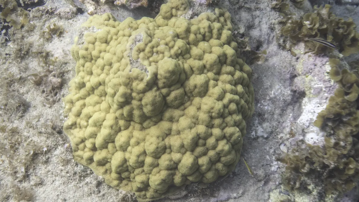 Miniatura: Porites (Porites sp.)