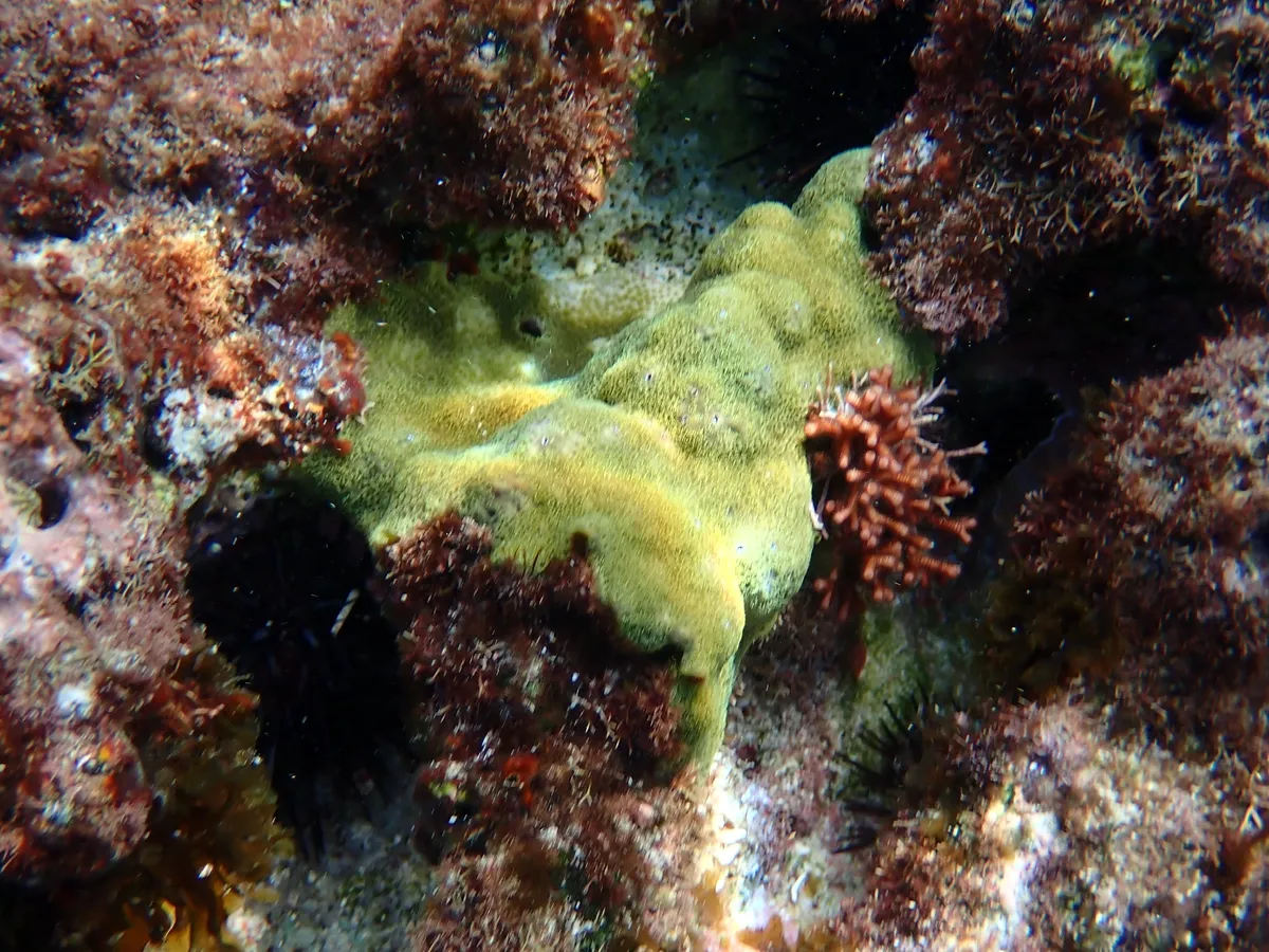 Miniatura: Porites (Porites sp.)