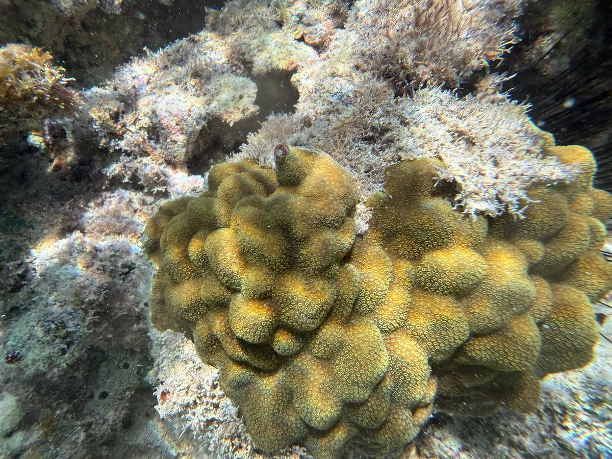 Miniatura: Porites (Porites sp.)