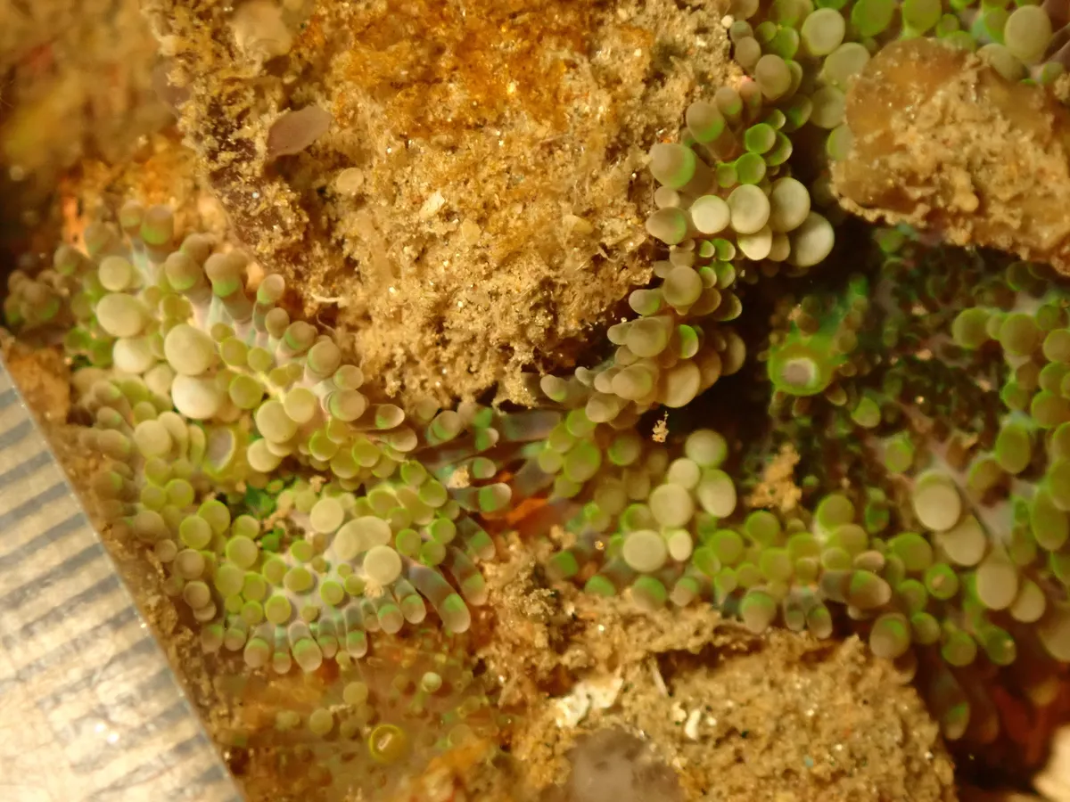Ricordeidae