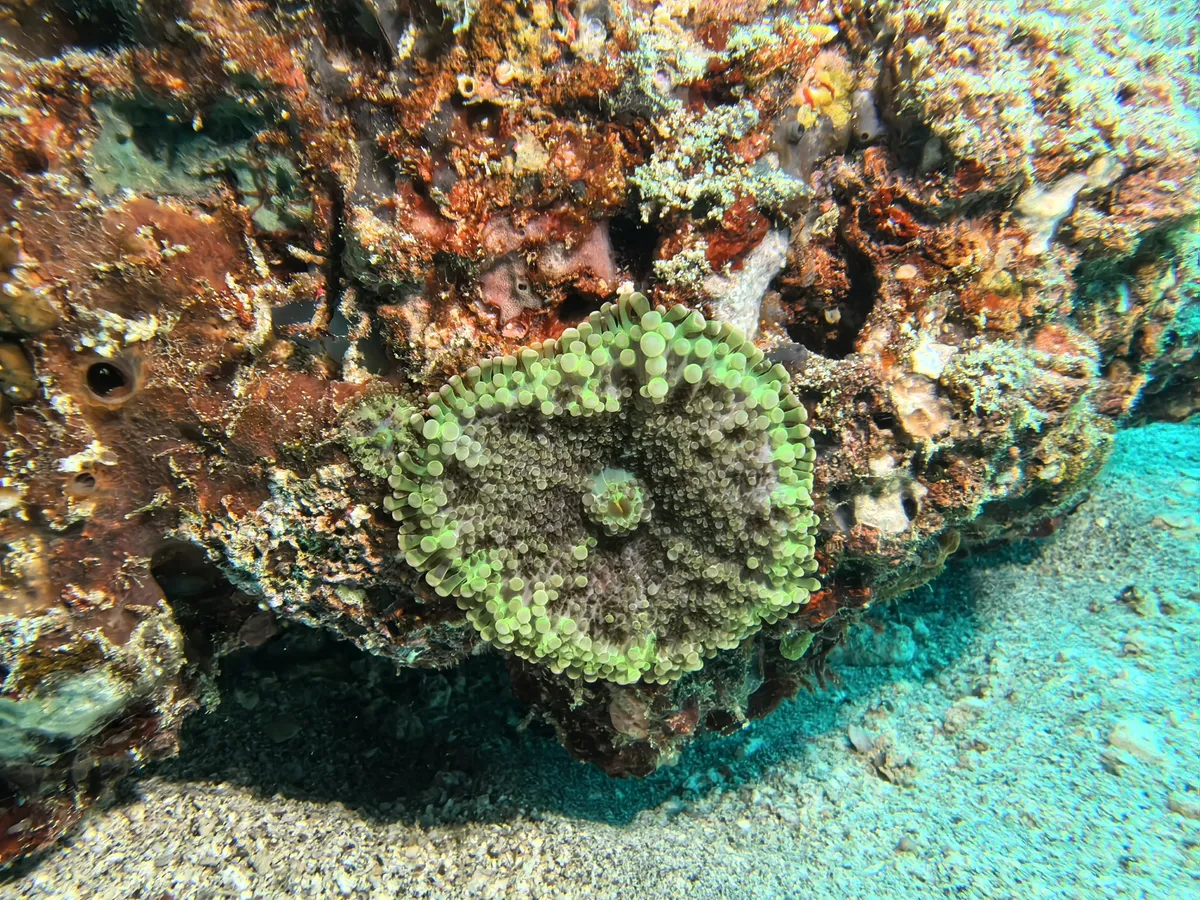 Miniatura: Ricordea (Ricordea sp.)