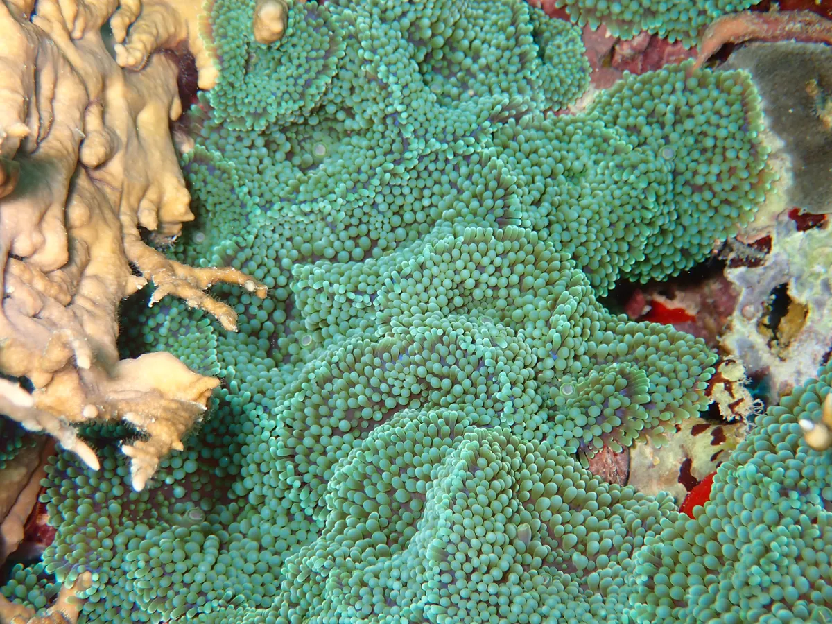 Miniatura: Ricordea (Ricordea sp.)