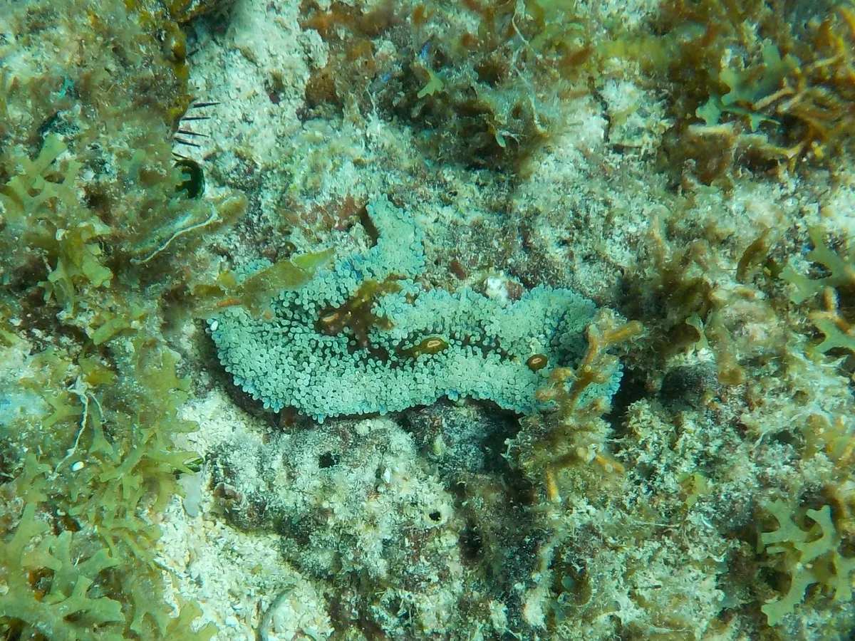 Miniatura: Ricordea (Ricordea sp.)