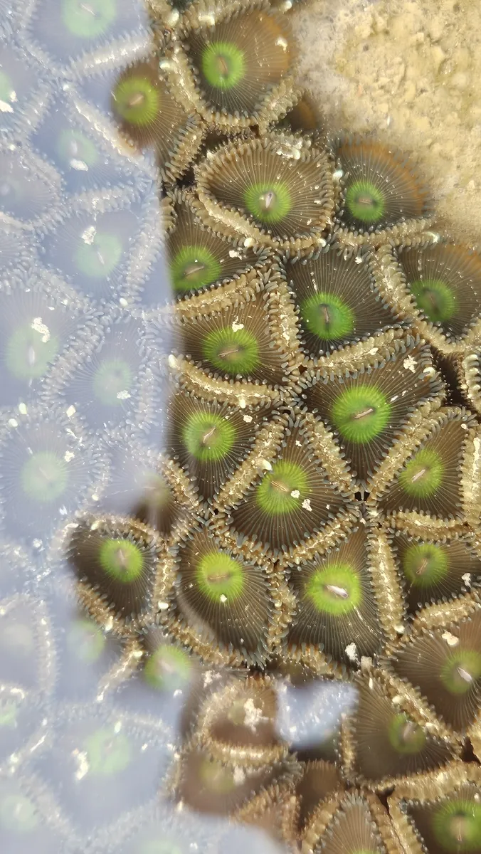 Sphenopidae