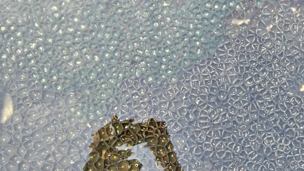 Miniatura: Palythoa (Palythoa sp.)