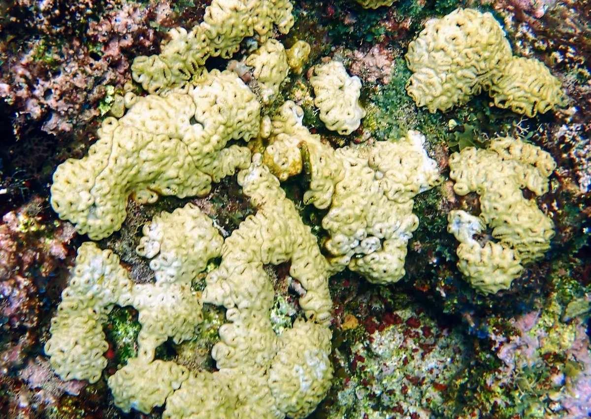 Miniatura: Palythoa (Palythoa sp.)