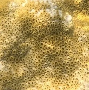 Miniatura: Palythoa (Palythoa sp.)