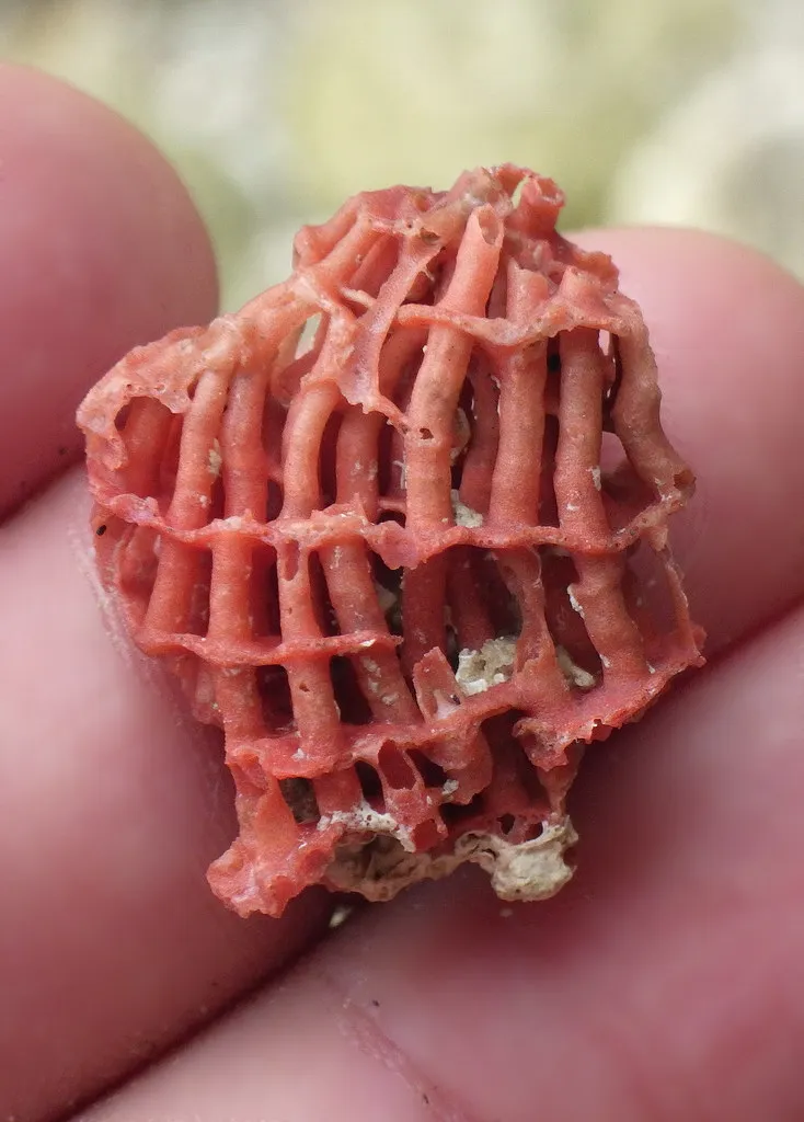 Tubiporidae