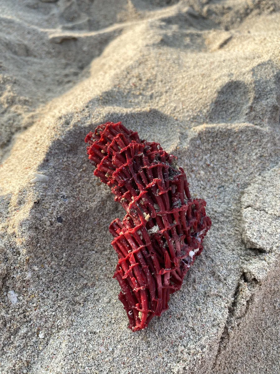 Miniatura: Tubipora (Tubipora musica)
