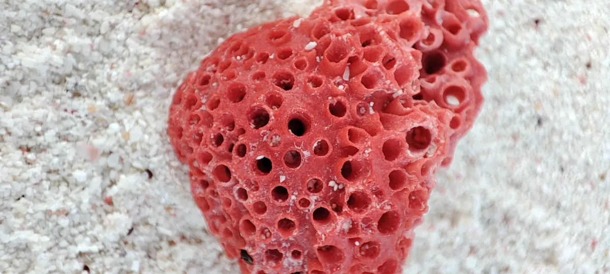 Miniatura: Tubipora (Tubipora musica)