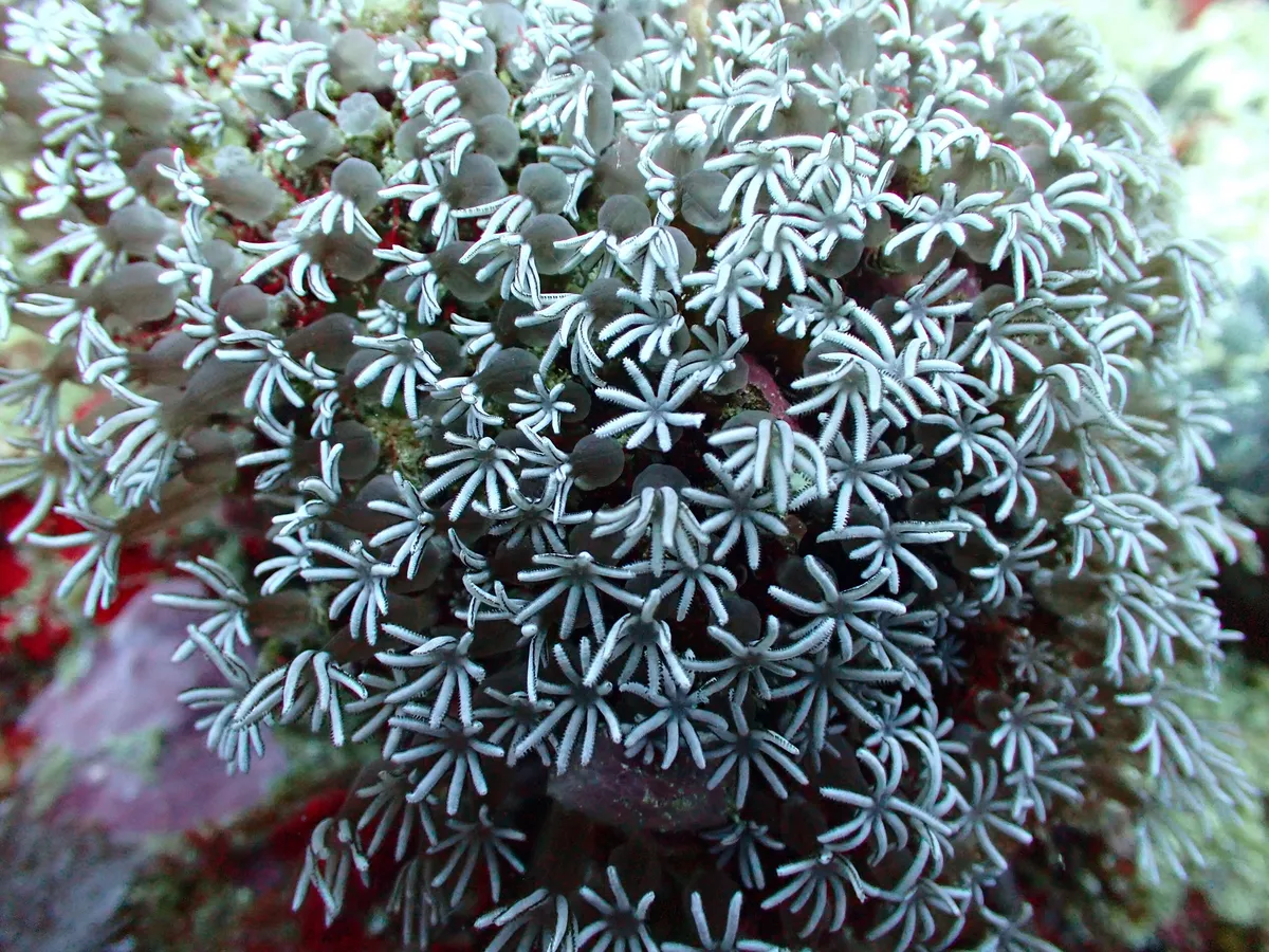 Miniatura: Tubipora (Tubipora musica)