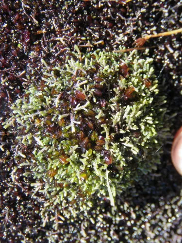 Miniatura: Anthelia (Anthelia sp.)