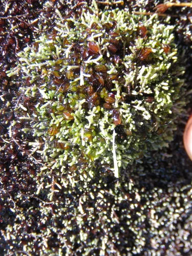 Miniatura: Anthelia (Anthelia sp.)
