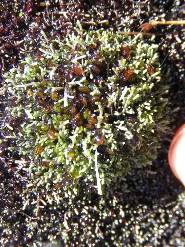 Miniatura: Anthelia (Anthelia sp.)