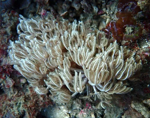 Xenia (Xenia sp.)