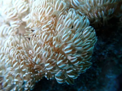 Miniatura: Xenia (Xenia sp.)