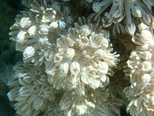 Miniatura: Xenia (Xenia sp.)